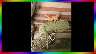 cat astronaut / funny memes tik tok