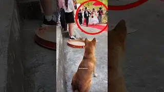 Loyal Dog Guards Bride Like a Bodyguard 😱 