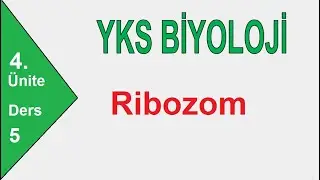 Sitoplazma ve Organeller-1 Ribozom