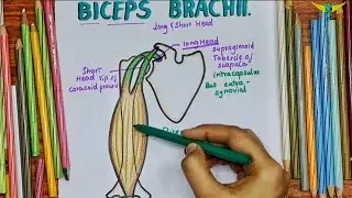 Biceps Brachii Muscle | Origin | Insertion |Nerve supply | Actions | Clinical Testing