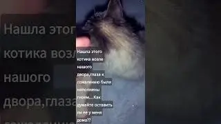 Бедный котик....Оставлять мне ее дома?