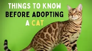 10 Things to Know BEFORE Adopting a Cat