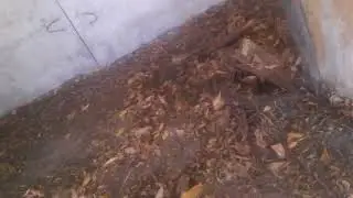 Боится спрыгнуть с забора 1 серия