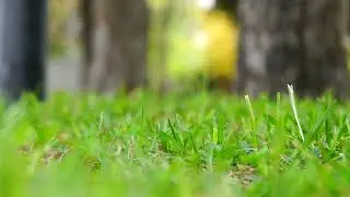 Selective Focus Video of Grass on a Windy Day (4K FULL HD)
