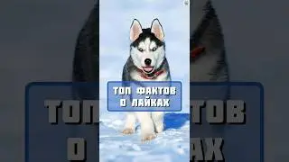 Топ фактов о собаках лайках 