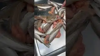 Mezgit 🐟 