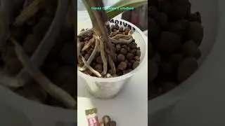 Какой грунт нужен орхидее? 
