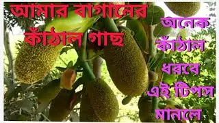 গাছে অনেক কাঁঠাল ধরার খুব সহজ উপায় jackfruit. @Aarualotwinsvlogs