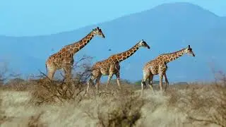 Giraffe 🦒