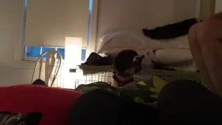 Princeton the Drent can't get on the bed...or CAN he?