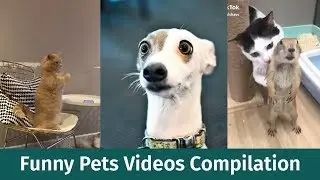 Funny Pets Videos Compilation Ever - Try Not To Laugh Watching Funniest Animals