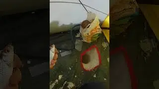 Ловим живца на щуку. 