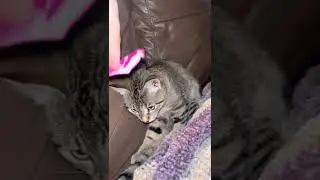 Silly cat does a silly