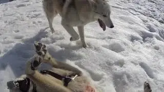 Западно сибирские Лайки - Игры!!!!))