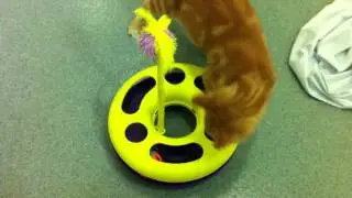 Crush the Kitten Playing in the Kitten Room
