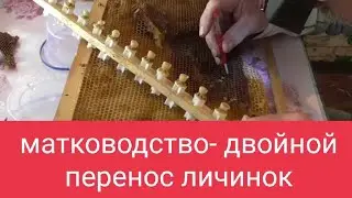 Двойной перенос пчелиных личинок в матководстве, фруктоза для пчёл и лекарства. В.Г. Кашковский