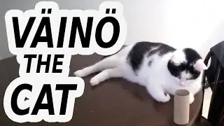 Yummies in toilet rolls (Väinö the Cat #3)