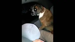 Boxer Sitting On kid