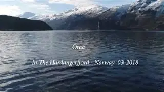 Orca in The Hardangerfjord - Norway