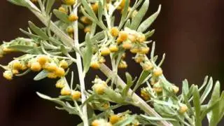 Artemisia absinthium
