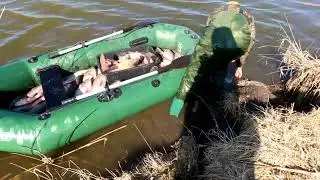 ловля толстолобика сетями весной
