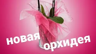 Новая Орхидея❗Орхидея из Леруа к Новому году.// Теперь орхидеи дарю себе сама)//Orchids