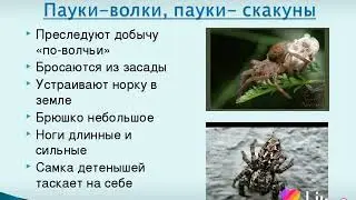 Факты про животных (Паучина)