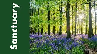Sanctuary - Tuesday Evening Eucharist - 12th November 2024
