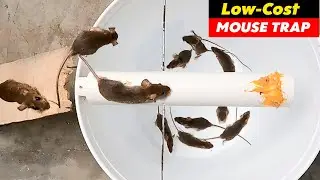 Humane Mouse/Rat Trap Bucket - Build for very little Money | Rat Trap Homemade