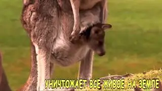 Обращение Н Н Дроздова к визиту в Исландию
