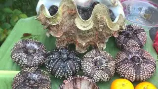 Sea Urchins Mukbang with Giant Clams