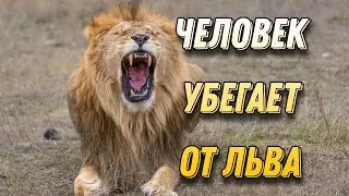 Человек убегает от льва