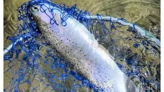 River Fishing for Wild Trout Species Vlogger John special Pay attention to the lures used guys!!!