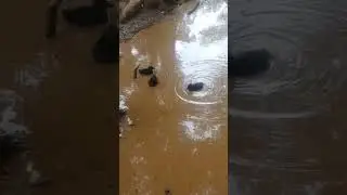 Cute Baby Ducks