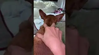 ITS MASSAGE TIME FOR MY LITTLE BOSS#miniaturepinscher