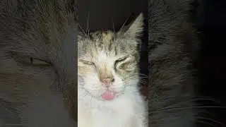 cemonk sekali anda