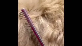 Dog Fur Brushing