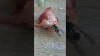 ARILAR ET YER Mİ ? İŞTE CEVABI