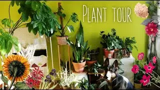 HOUSEPLANT TOUR // Living room - Welcome to my jungle!