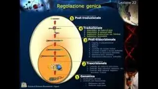 Lezione 22 - regolazione genica