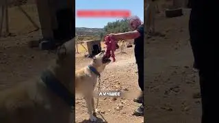 Храбрый АЛАБАЙ отбил ВОЛКОВ 😱🐺🛡️