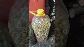 günde bir avuç fındık yersen ne olur 😁