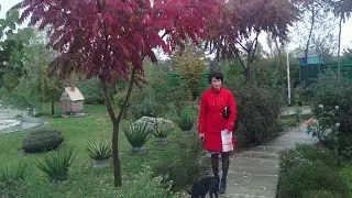 Когда деревья были маленькими 🎄🎄🎄🌱🌱