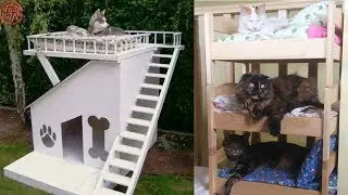 Most Creative Furniture Design Ideas For Your Pets