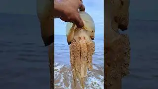 saved jellyfish life|| #shorts #jellyfish #sea #beach