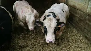 Exceptional Blues on Belgian suckler, sheep and tillage farm