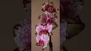 Phalaenopsis Tiara. Орхидея фаленопсис Тиара #orchid #phalaenopsis