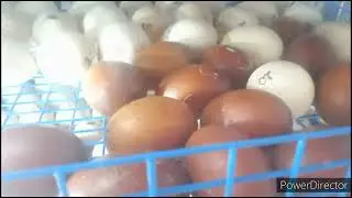 РЭМИЛ Инкубация по датчику на яйцо.