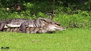 Crocodile Kills another Crocodile | Crocodile Cannibalism
