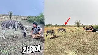 Jungle Sy Zebra Pakar Lea 😱